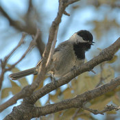 Mexican Chickadee